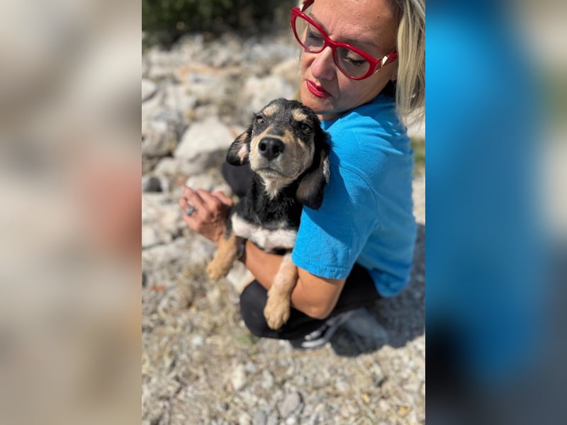 Franzl möchte euer Familienhund werden
