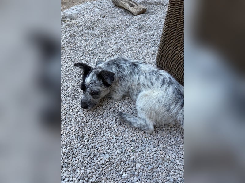 Tobi möchte dich kennenzulernen!