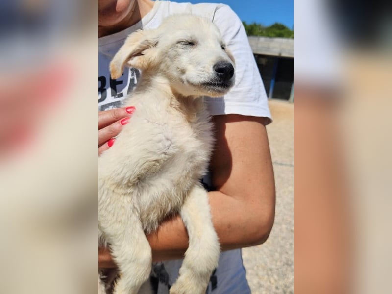 Tucker - Welpengewusel vom Feinsten