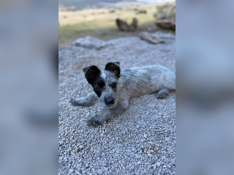 Tobi - aufgeweckter und verspielter junger Terrier-Mix