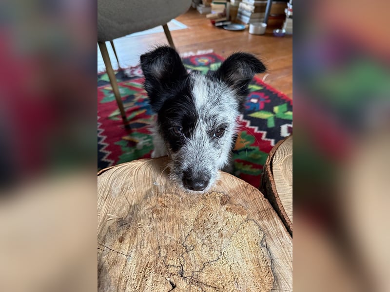 Tobi - aufgeweckter und verspielter junger Terrier-Mix