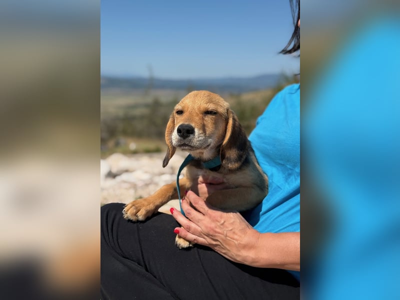 Arlo möchte euer Familienhund werden
