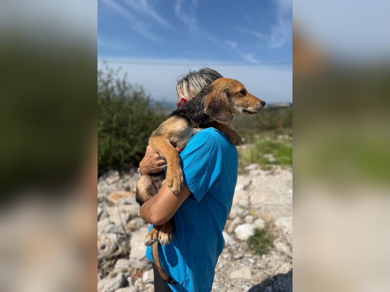 Arlo möchte euer Familienhund werden