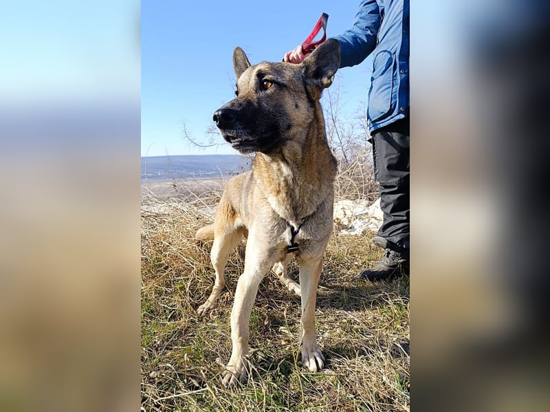 Nuvo – ein Kämpfer mit besonderem Charme sucht ein Zuhause