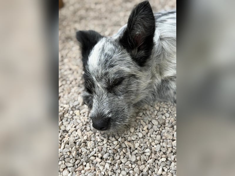 Tobi - aufgeweckter und verspielter junger Terrier-Mix