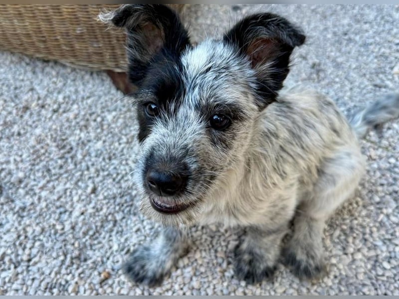 Tobi - aufgeweckter und verspielter junger Terrier-Mix