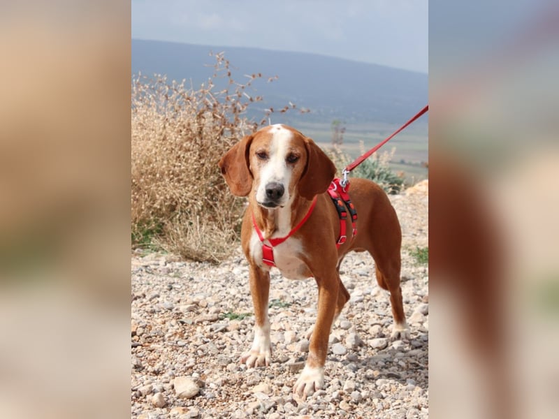 Watson – ein Senior auf der Suche nach Ruhe und Liebe