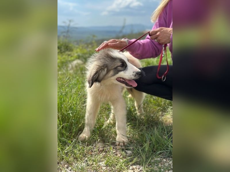 Campino sucht sein großes Glück