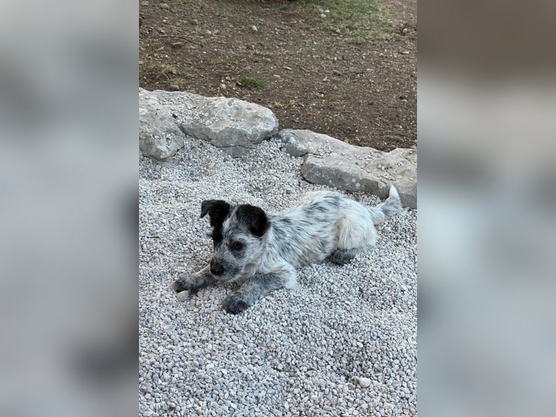 Tobi möchte dich kennenzulernen!