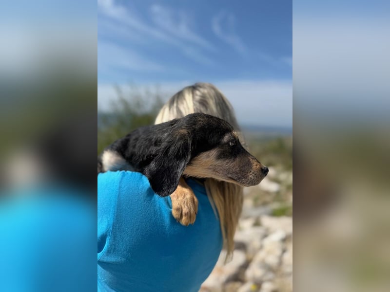 Franzl möchte euer Familienhund werden