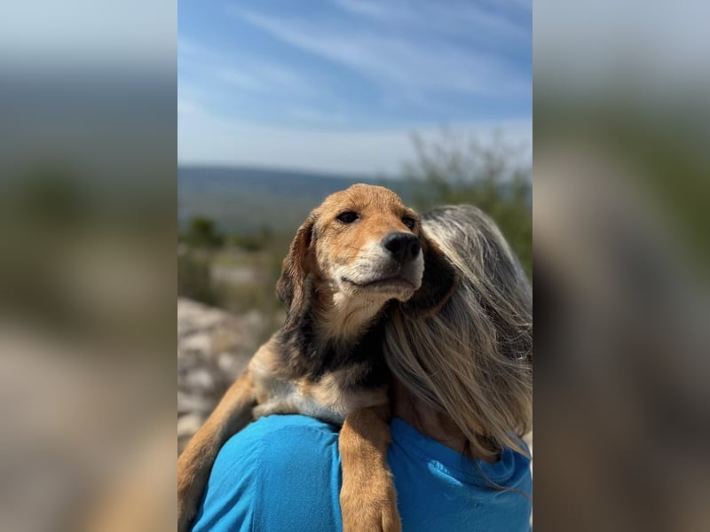 Arlo möchte euer Familienhund werden