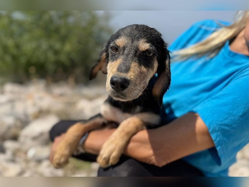 Franzl möchte euer Familienhund werden