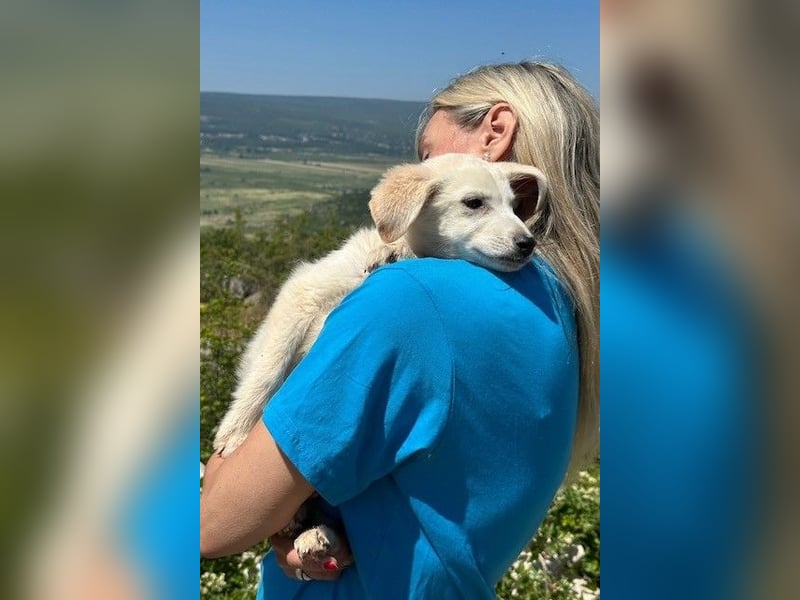 Tucker - Welpengewusel vom Feinsten