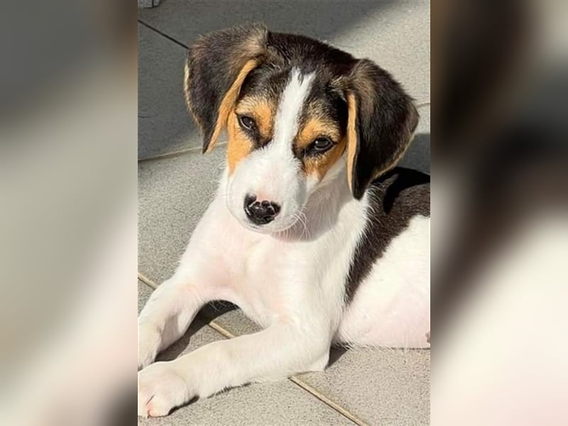 Aramis - Mix-Welpen Rüde aus dem Tierschutz in Griechenland
