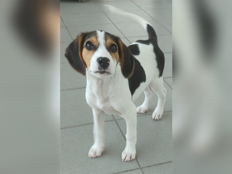 Aramis - Mix-Welpen Rüde aus dem Tierschutz in Griechenland