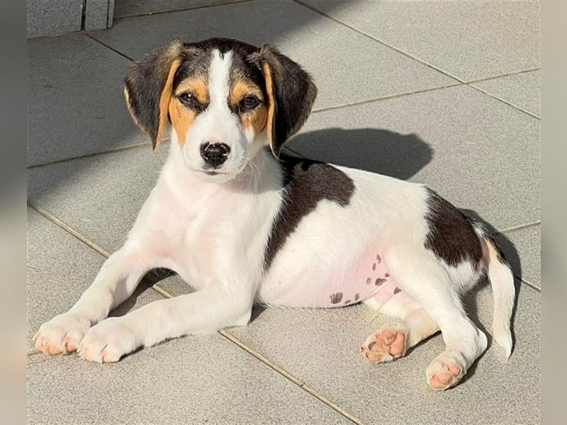 Aramis - Mix-Welpen Rüde aus dem Tierschutz in Griechenland