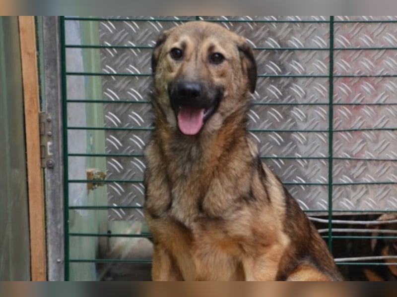 Archie sucht ein neues Zuhause