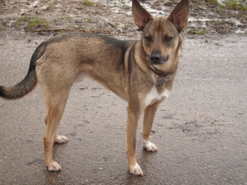 Bronko sucht ein neues Zuhause