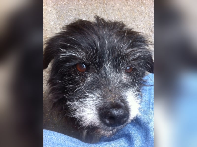 Hundeopi Walter sucht ein Zuhause