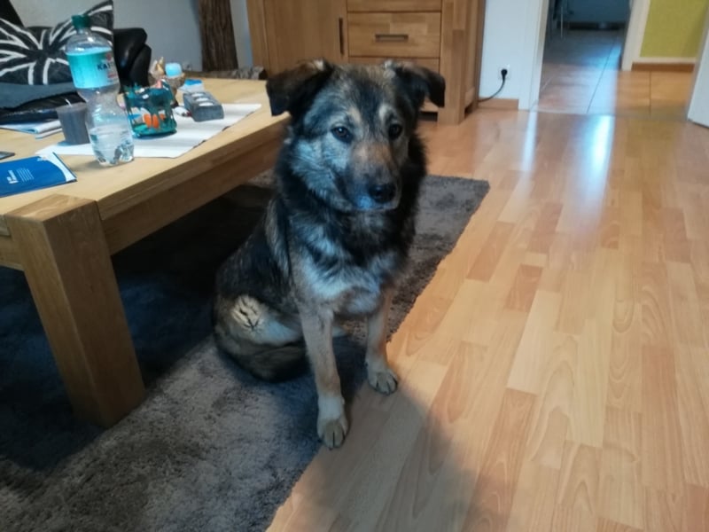 Harald sucht ein neues Zuhause