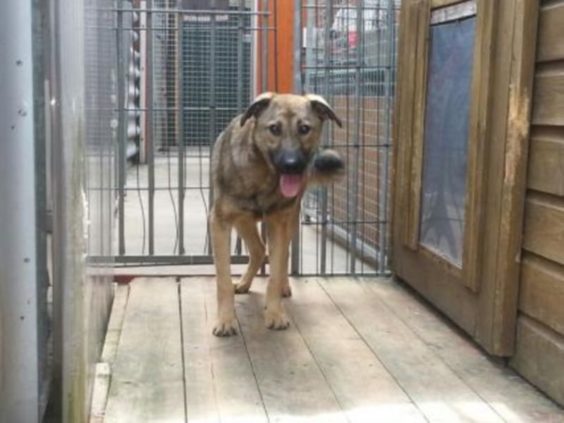 Archie sucht ein neues Zuhause