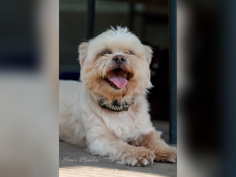 Teddy sucht ein neues Zuhause
