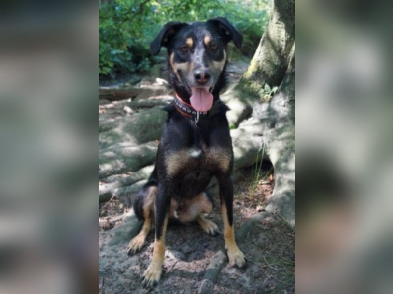 Schoko sucht ein neues Zuhause