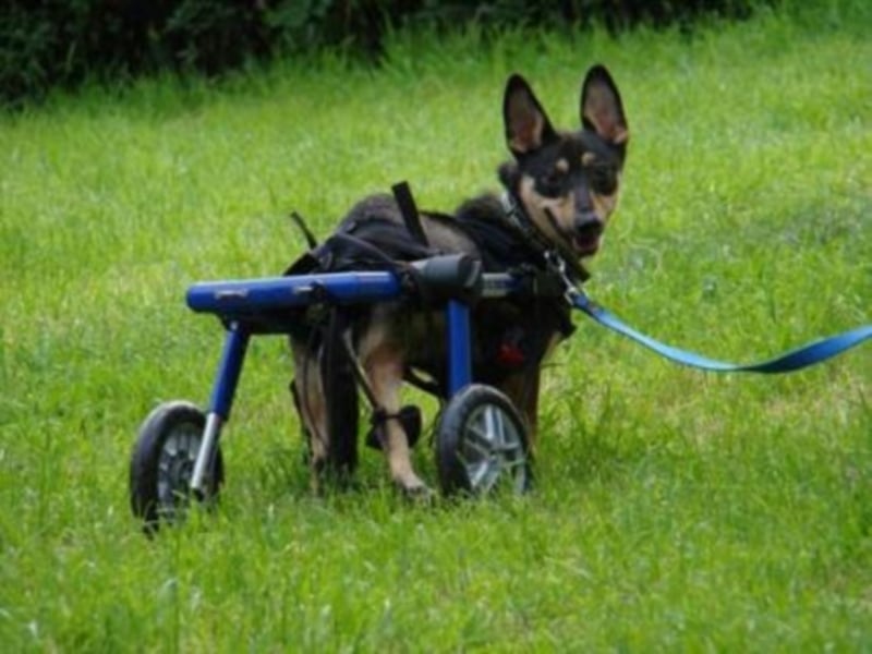 Iti sucht Paten (nicht zu vermitteln!!)