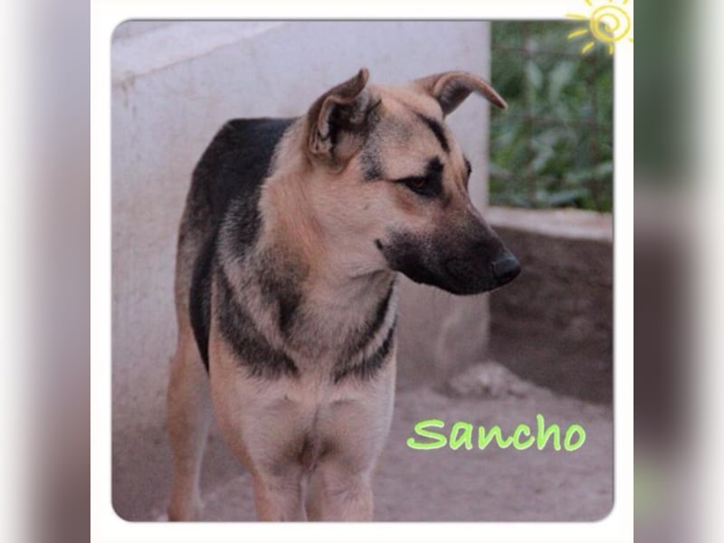 Schäferhundmischling Sancho sucht eine PFlege- oder Endstelle