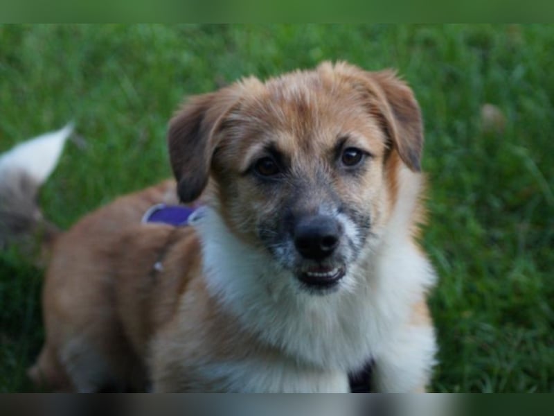 Nala sucht ein neues Zuhause