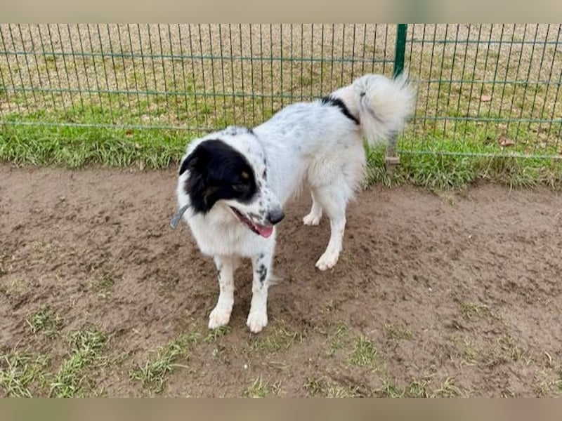 Oslo (ca. 2 Jahre) – großer Hund sucht neuen Platz (41749 Viersen)
