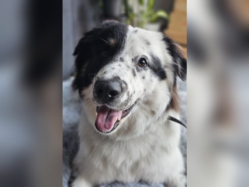 Oslo (ca. 2 Jahre) – großer Hund sucht neuen Platz (41749 Viersen)