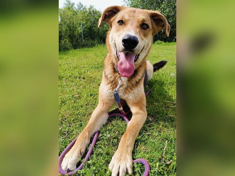 Dringend Pflegestelle oder neues Zuhause für Lemmy gesucht! (38820 Halberstadt)