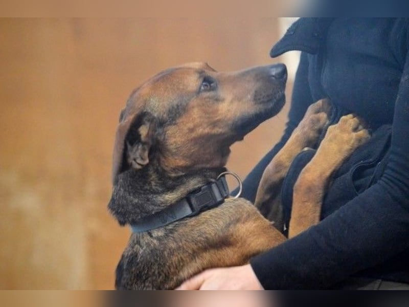 Micky – Partner in Crime und Couch-Companion (47839 Krefeld)
