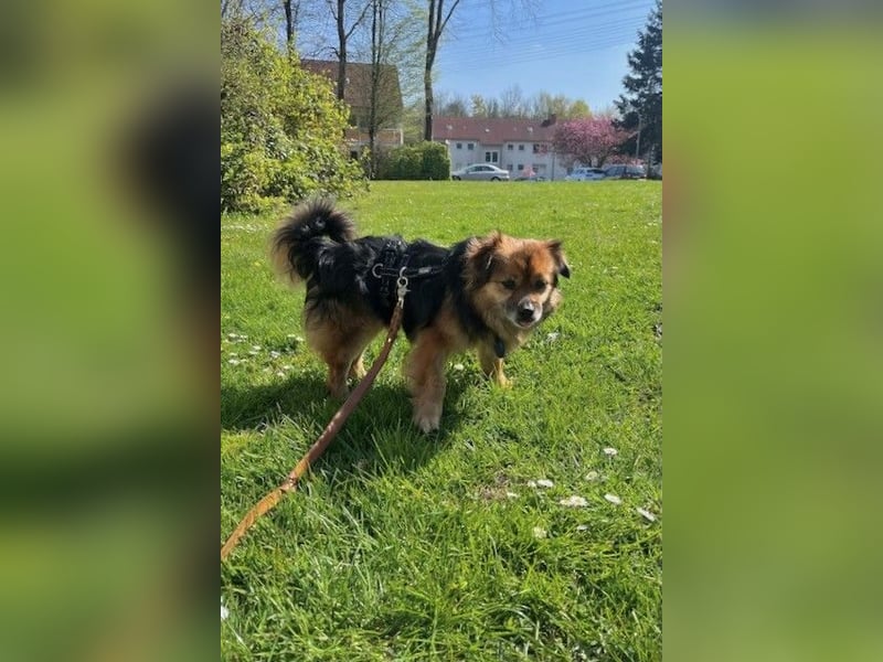 Maks – klein, aber oho! (44869 Bochum)