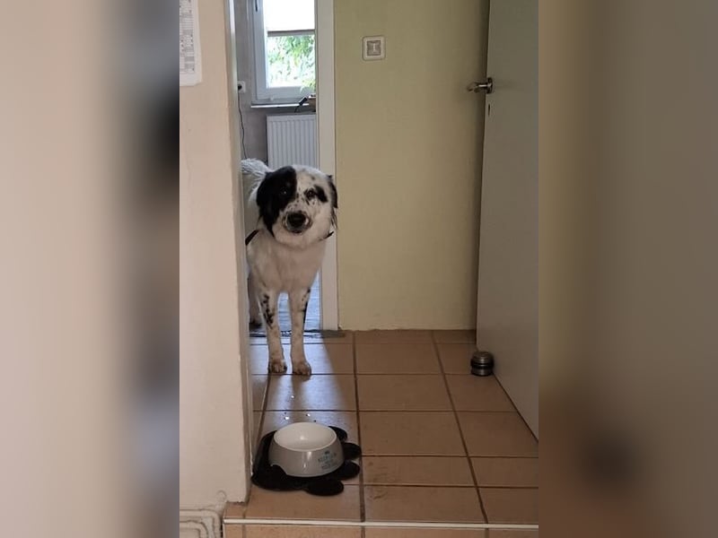 Oslo (ca. 2 Jahre) – großer Hund sucht neuen Platz (41749 Viersen)