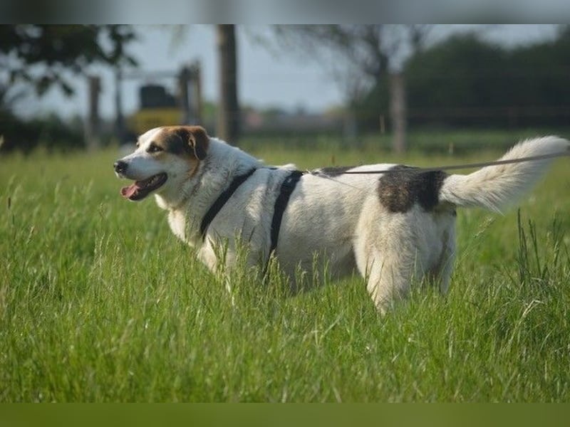 Sharky - Großer gemütlicher Bär sucht Familie zum Liebhaben (47839 Krefeld)
