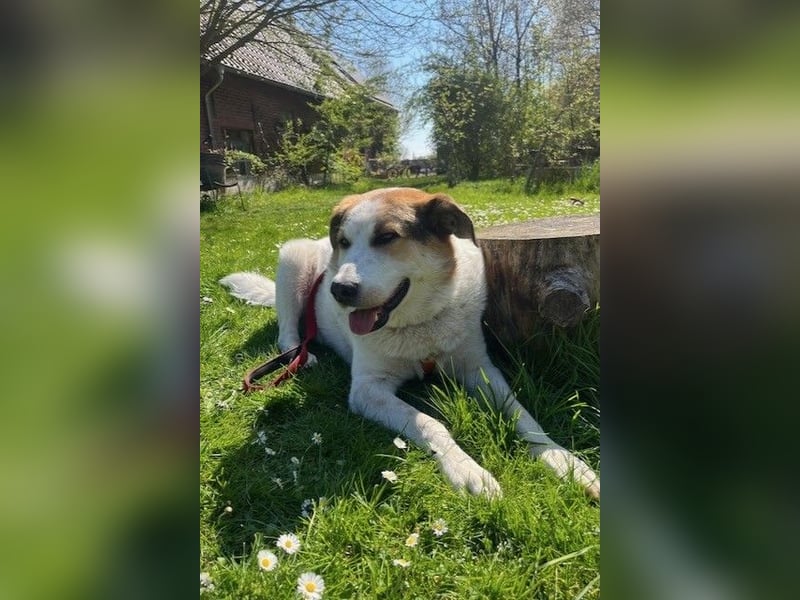 Sharky - Großer gemütlicher Bär sucht Familie zum Liebhaben (47839 Krefeld)
