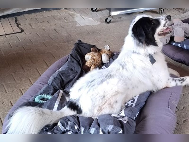 Oslo (ca. 2 Jahre) – großer Hund sucht neuen Platz (41749 Viersen)