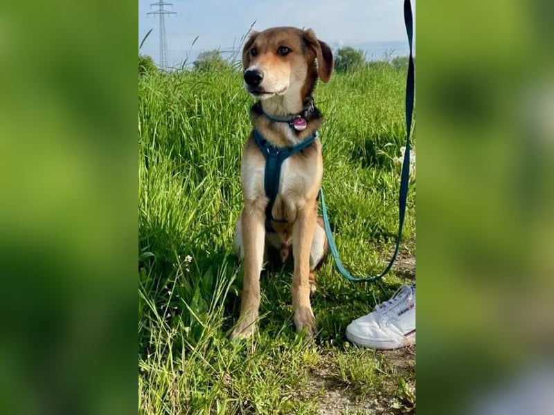 Dringend Pflegestelle oder neues Zuhause für Lemmy gesucht! (38820 Halberstadt)