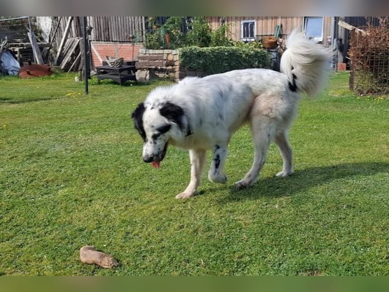 Oslo (ca. 2 Jahre) – großer Hund sucht neuen Platz (41749 Viersen)