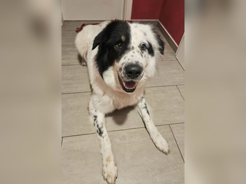 Oslo (ca. 2 Jahre) – großer Hund sucht neuen Platz (41749 Viersen)