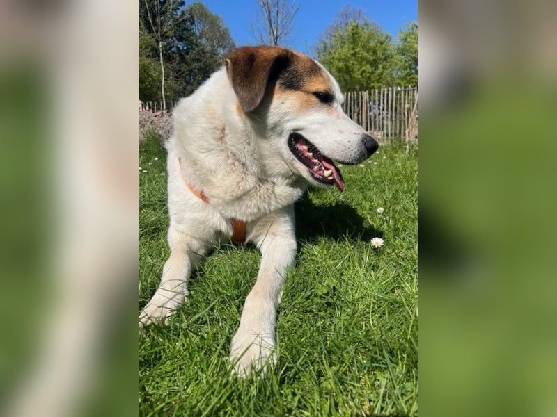 Sharky - Großer gemütlicher Bär sucht Familie zum Liebhaben (47839 Krefeld)