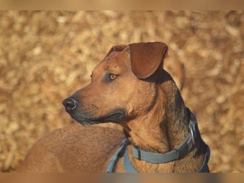 Micky – Partner in Crime und Couch-Companion (47839 Krefeld)