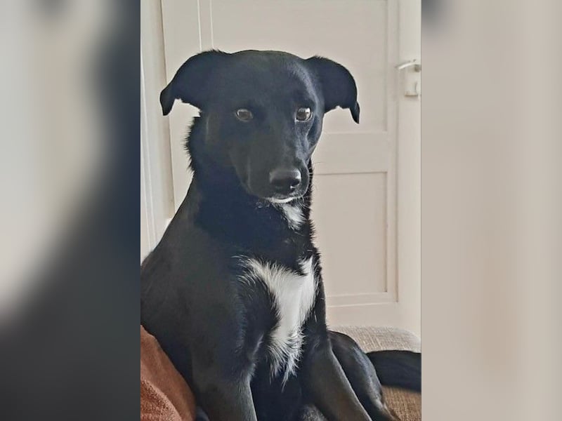 Charly - Großes Herz sucht Familie für ein dauerhaftes Happy End! (78166 Donaueschingen)