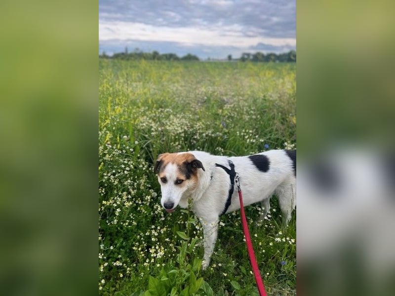 Sharky - Kinderfreund sucht Familie (47839 Krefeld)