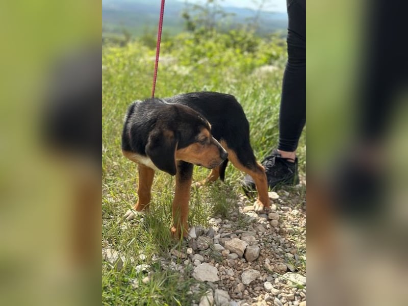 Pee Wee sucht sein Körbchen (41462 Neuss)