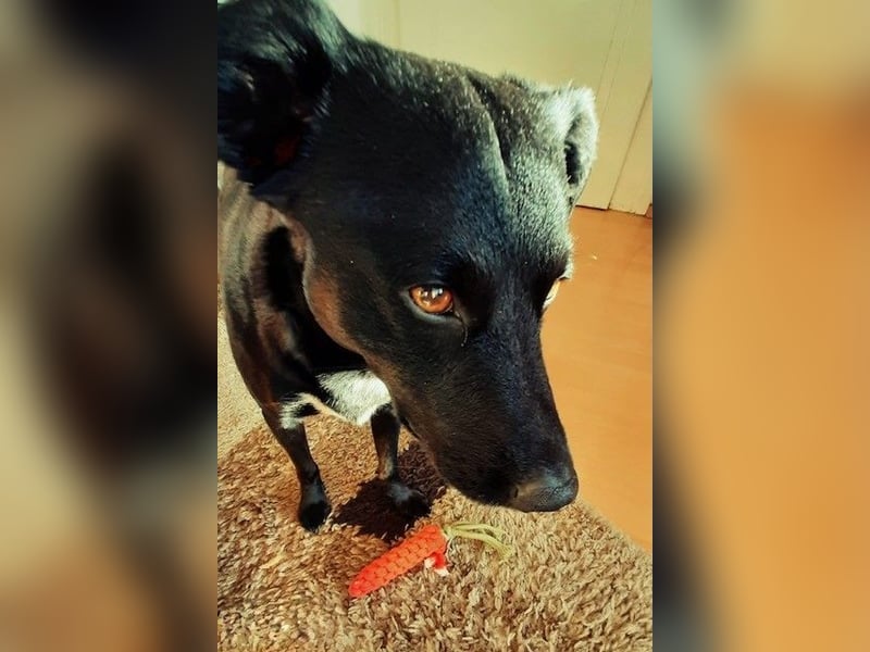 Charly - Großes Herz sucht Familie für ein dauerhaftes Happy End! (78166 Donaueschingen)