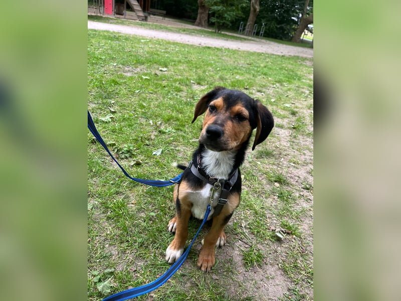 Pee Wee sucht sein Körbchen (41462 Neuss)