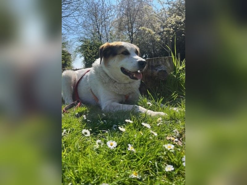 Sharky - Großer gemütlicher Bär sucht Familie zum Liebhaben (47839 Krefeld)